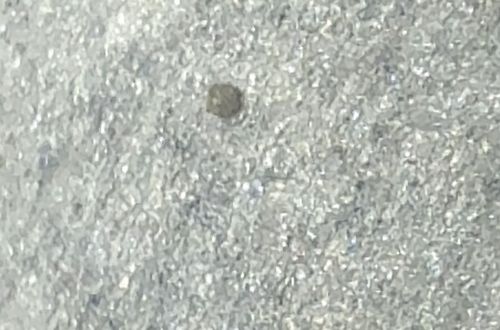 Carpet Beetle