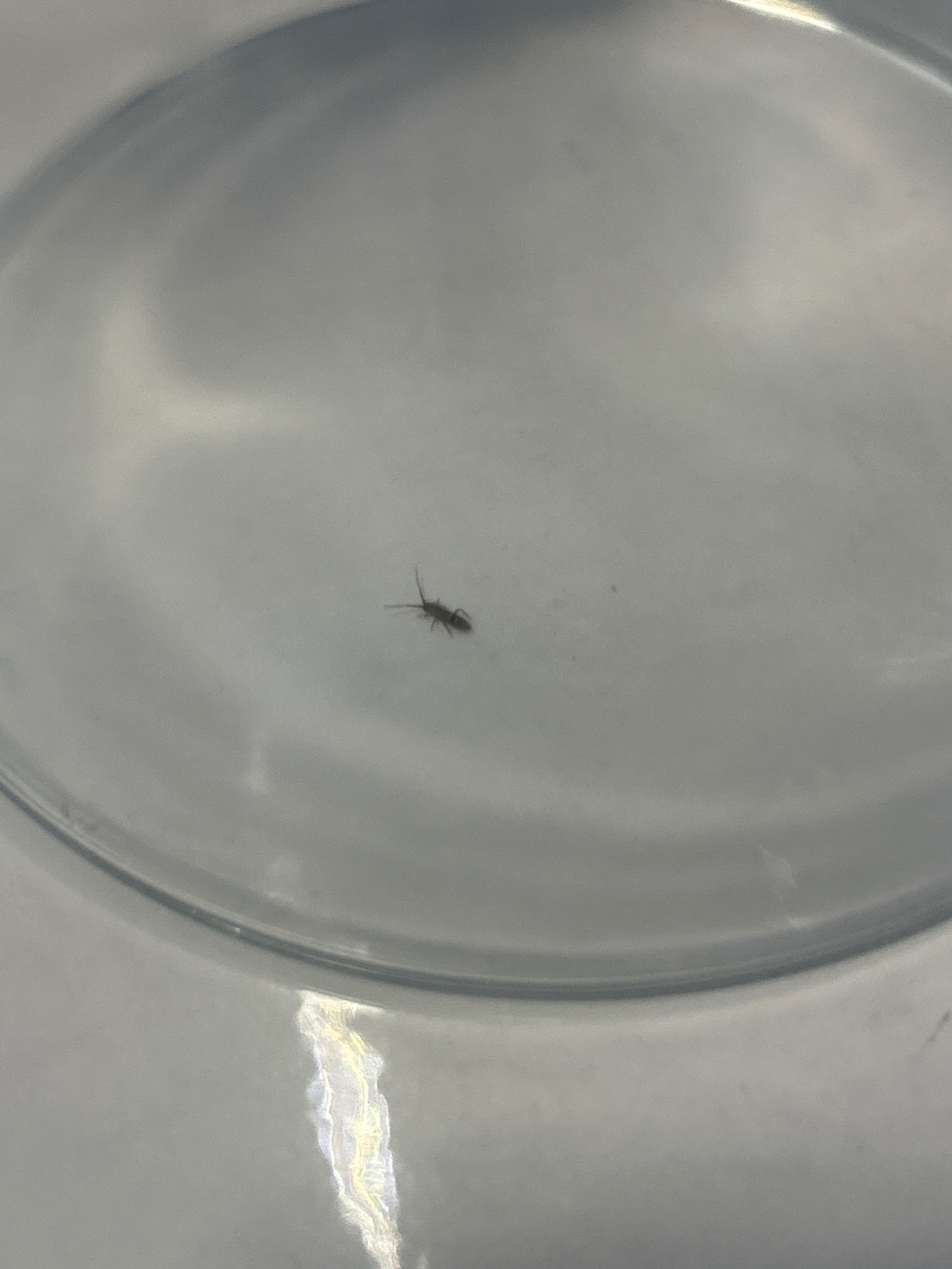 Springtail