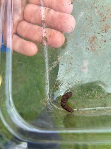 Black soldier fly larva