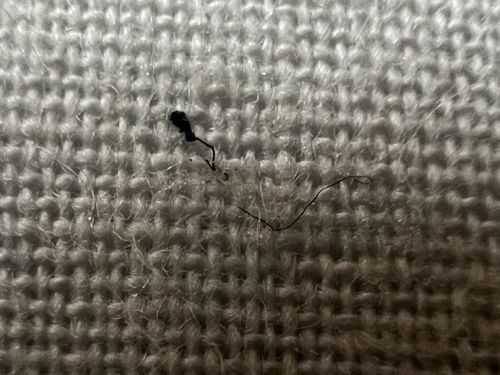 It appears to be a piece of lint or debris, not an insect.