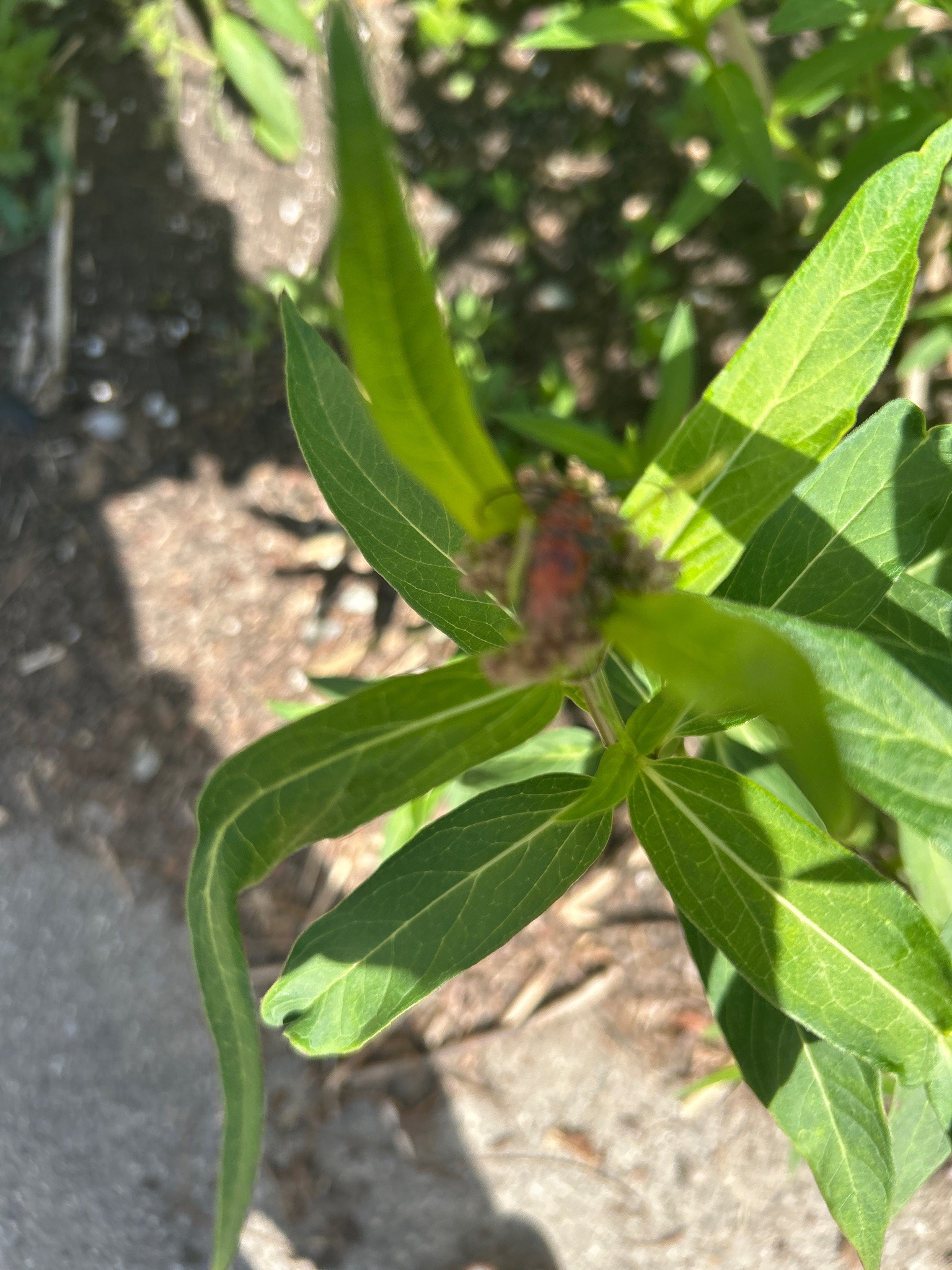 Large Milkweed Bug (Nymph)