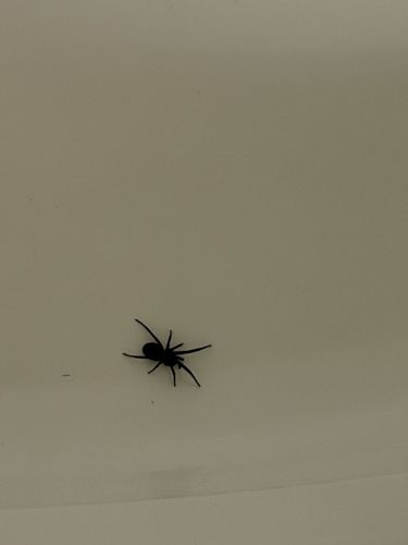 Black House Spider