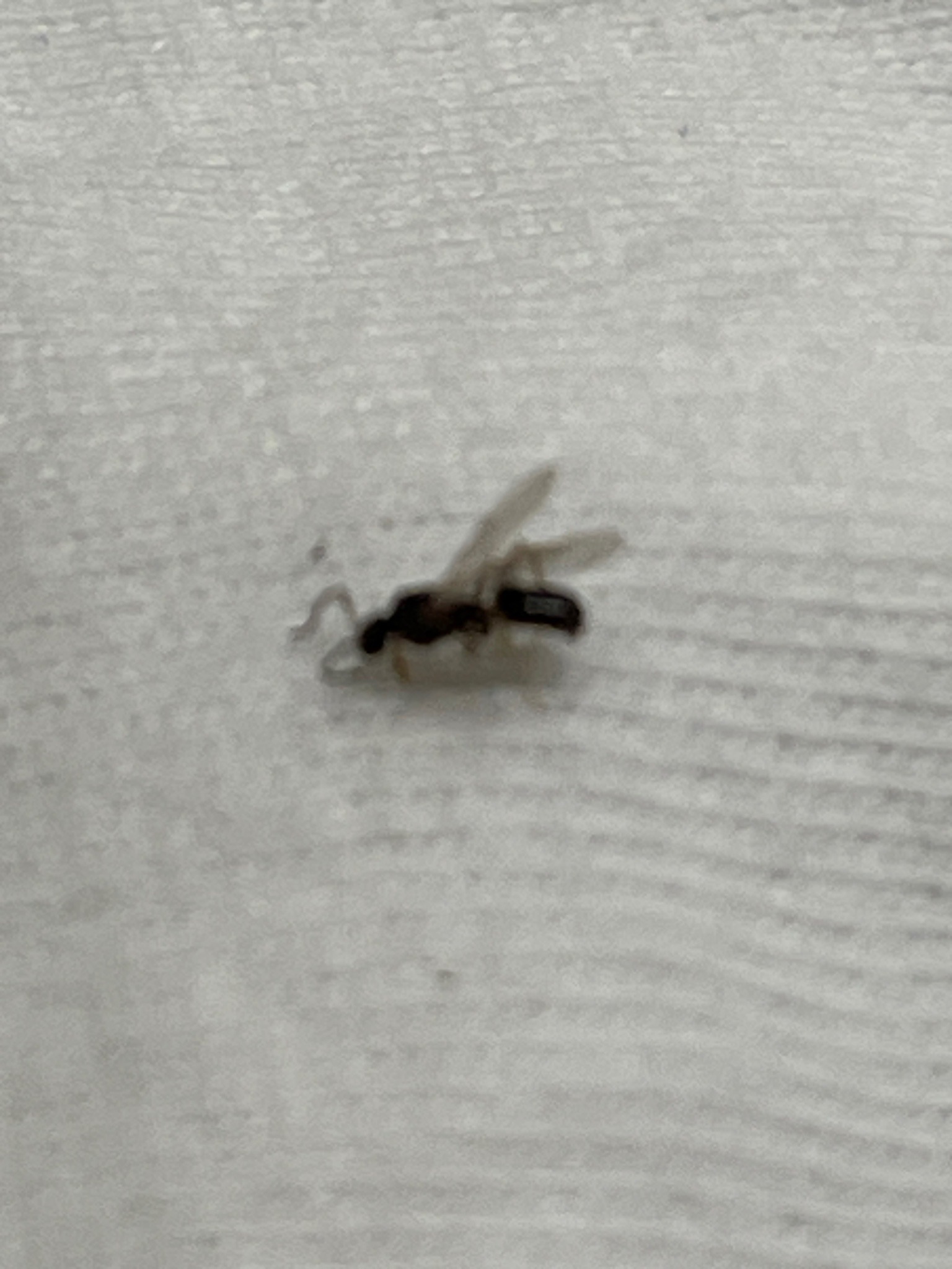Winged Ant (Ant Alate)