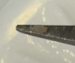 Bird Lice (Louse)
