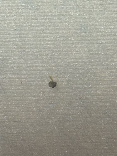 Household Casebearer, Plaster Bagworm, or Clothes Moth Larva