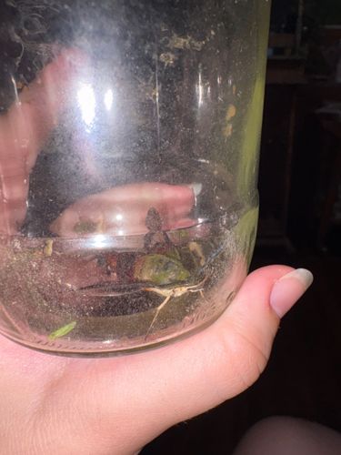 Water Scorpion