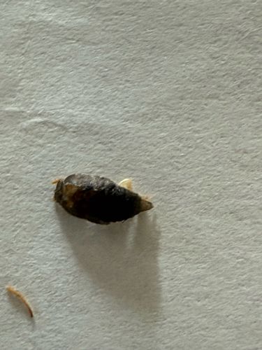 Carpet Beetle Larva (most likely)