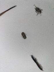 Flat-headed Mayfly Nymph (top right), Aquatic Sowbug (middle), Caddisfly Larva (bottom)