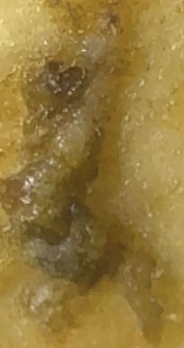 No identifiable insect present