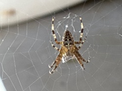 European Garden Spider, Cross Orbweaver