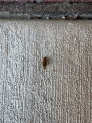 Case-bearing Clothes Moth