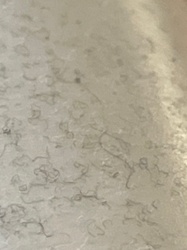 Not identifiable as an insect or bug. Appears to be fibrous debris (e.g., hair, lint, dust bunnies).