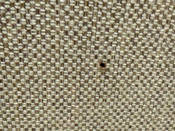 Bed Bug