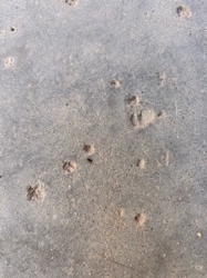 Antlion (Larva)