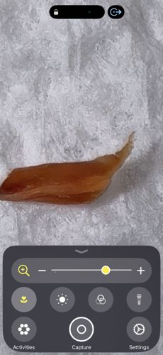 Fruit fly larva / Maggot