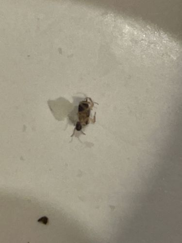Booklouse / Psocid