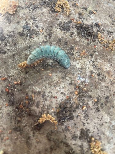 Forest Tent Caterpillar