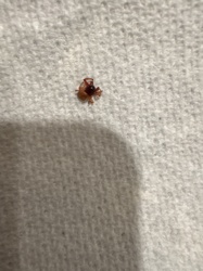 Tick (likely an engorged nymph or adult female)