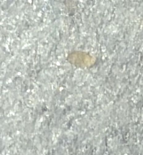 Booklouse (or Psocid)