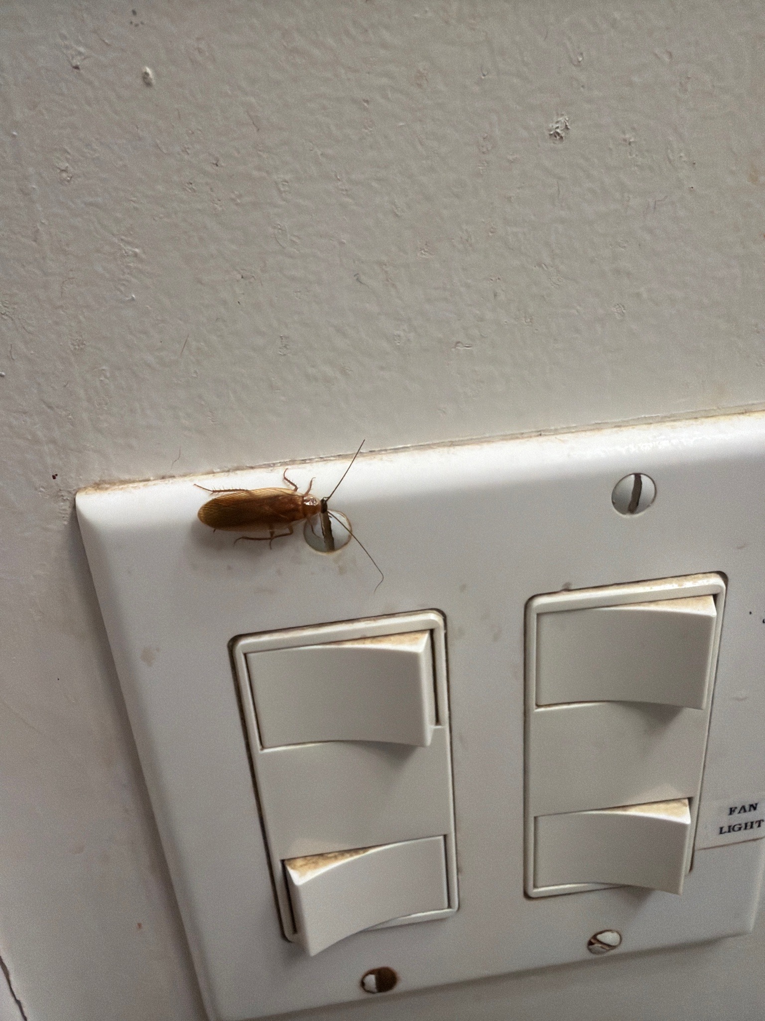 German Cockroach