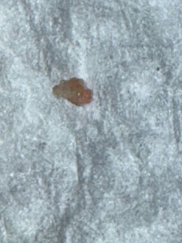 Bed Bug (First-Stage Nymph)