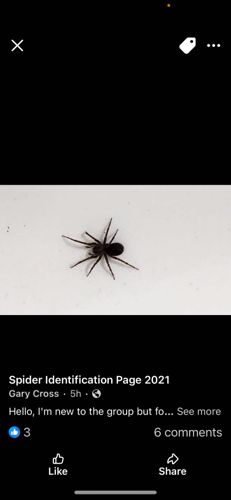 Broad-faced Sac Spider