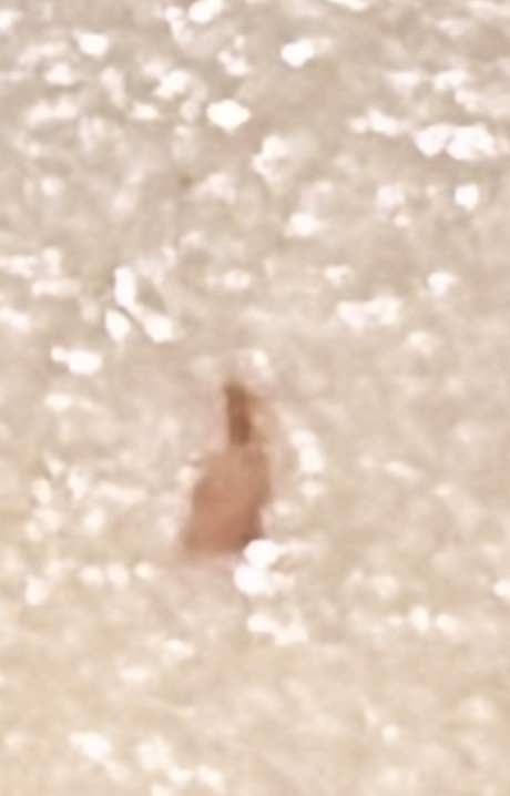 Bed Bug