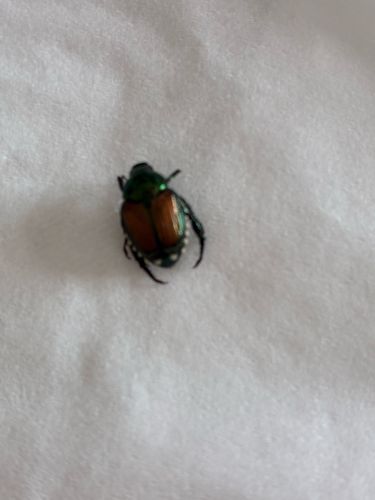 Japanese Beetle