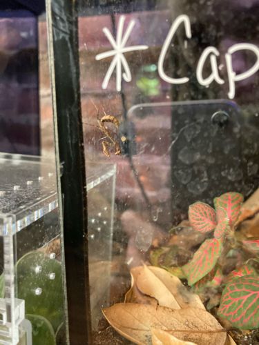 Cockroach Nymph (likely German or Brown-banded)