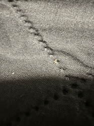 Carpet Beetle (larva)