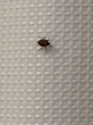 Brown Marmorated Stink Bug