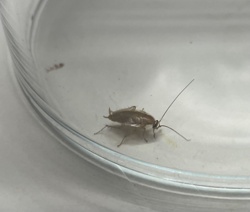German Cockroach