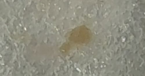 Booklouse (or Psocid)