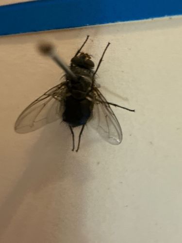 House fly