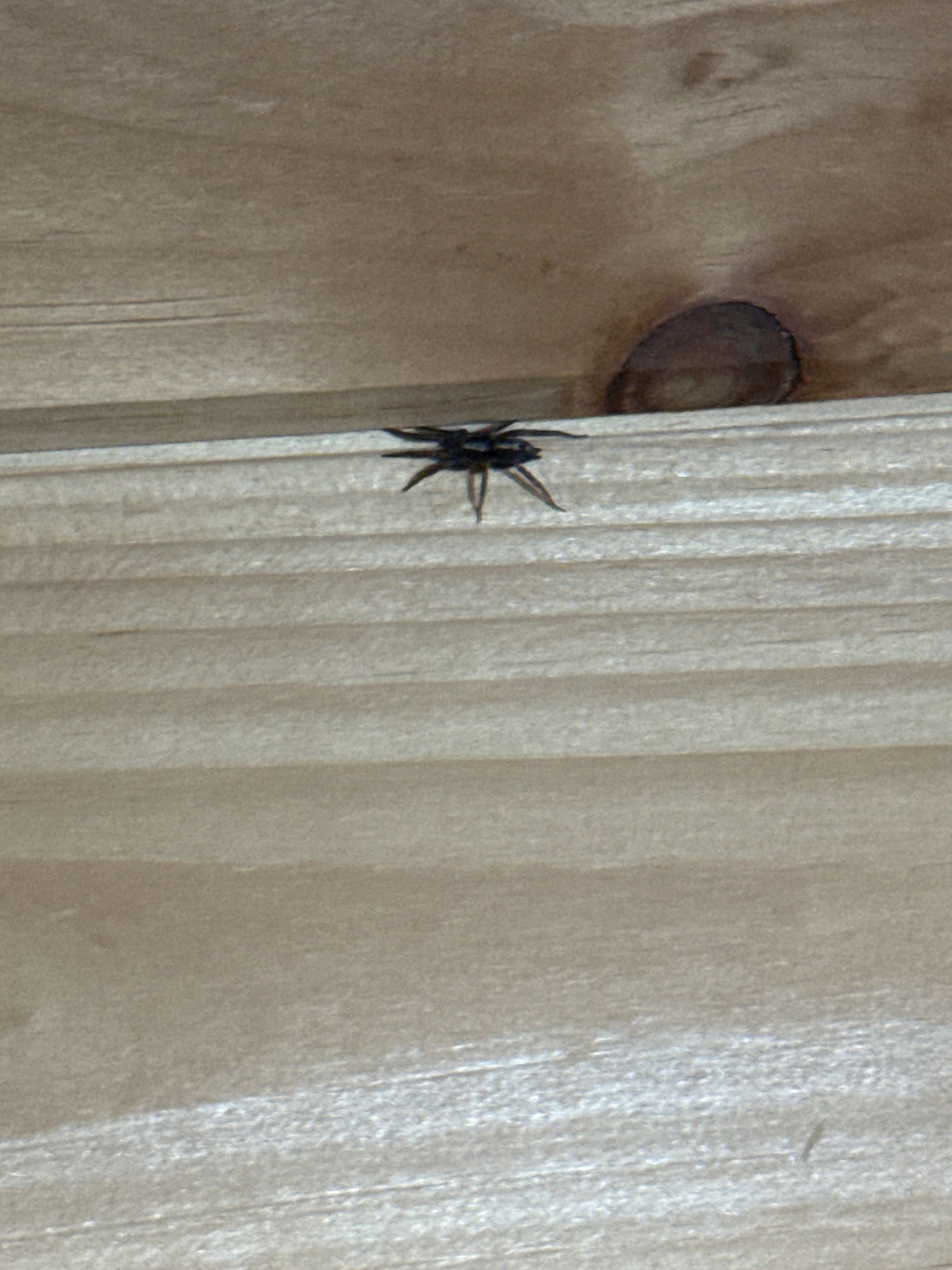 Eastern Parson Spider