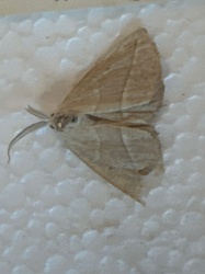 Moth