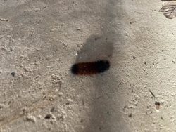 Isabella Tiger Moth (Caterpillar state: Woolly Bear)