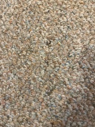 Carpet Beetle (likely Varied Carpet Beetle or Black Carpet Beetle)