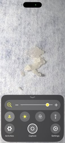 Non-living debris (likely skin flake or mineral salt)