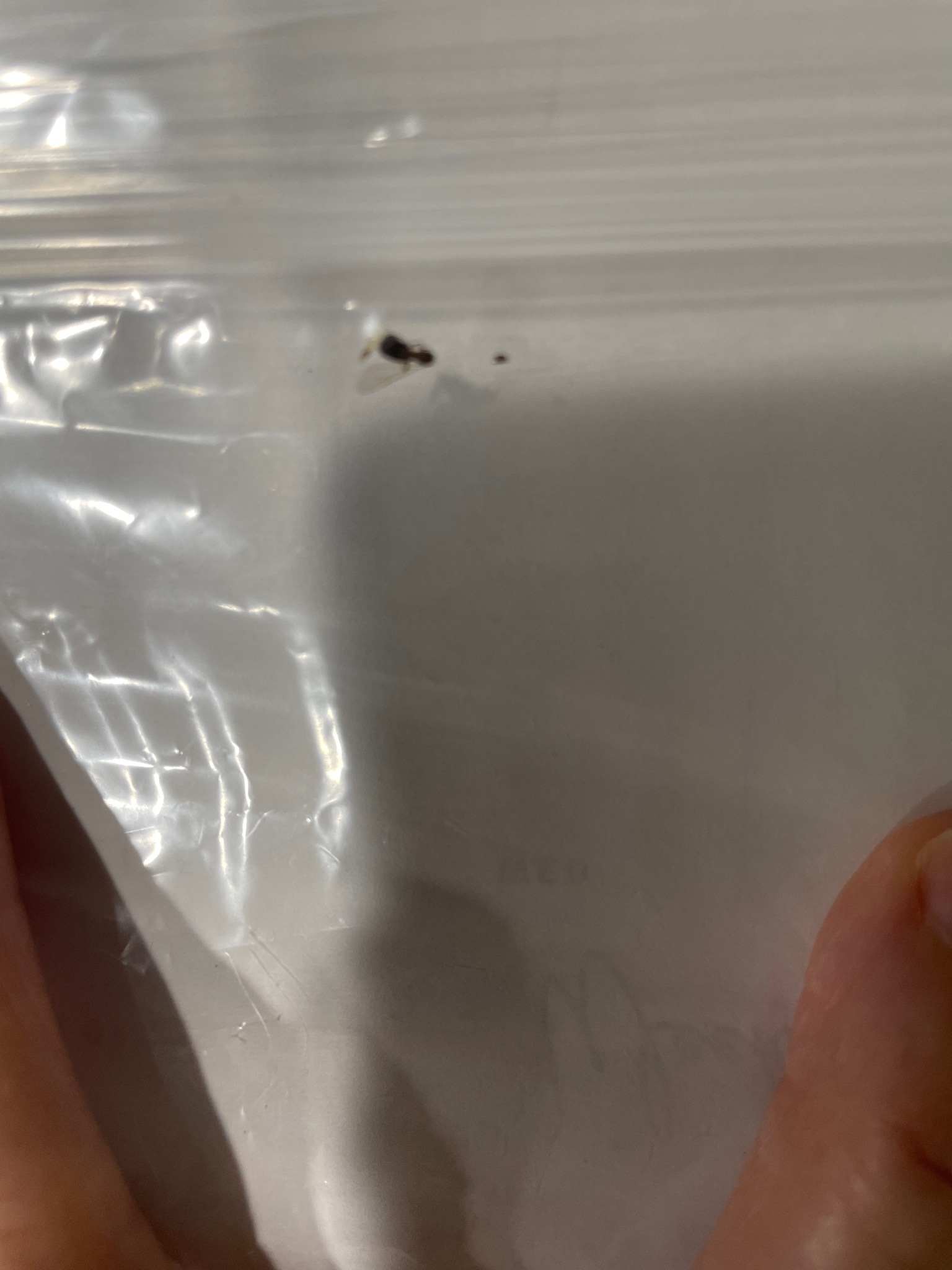 Pharaoh Ant (Winged Alate)