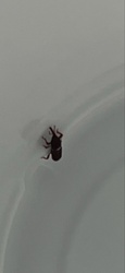 Rice Weevil