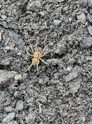 Wolf Spider
