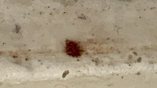 Clover Mite (Tentative ID due to image quality)