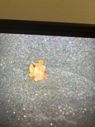 Household Casebearer, Plaster Bagworm, or Tineid Moth Larva