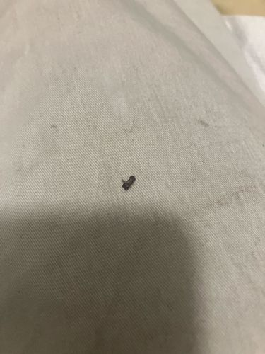 Carpet Beetle (likely Varied Carpet Beetle or Black Carpet Beetle)