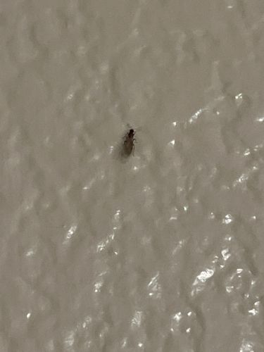 Booklouse / Booklice (plural)