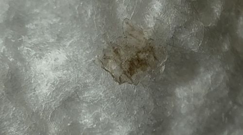 Scab (Likely not an insect)