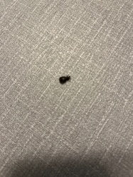 Carpet Beetle