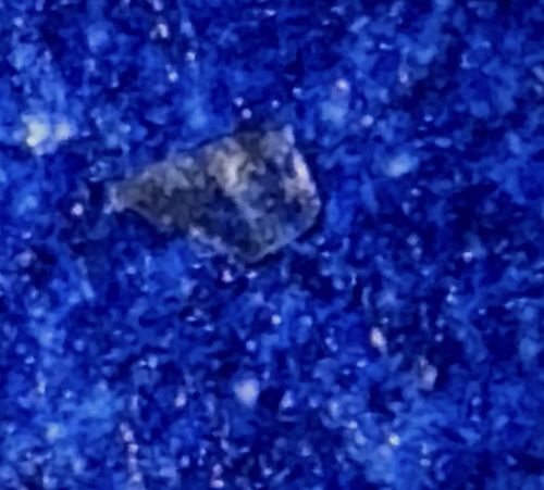 Plaster Bagworm (or Household Casebearer)