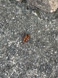 Boxelder Bug